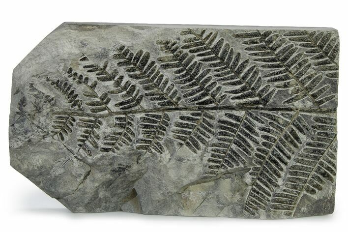 Carboniferous Fossil Fern Frond - France #338498